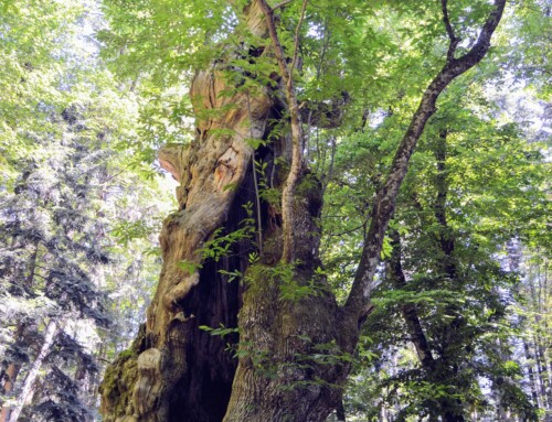 Trekking in Casentino Valley: an adventure near Poggio del Drago