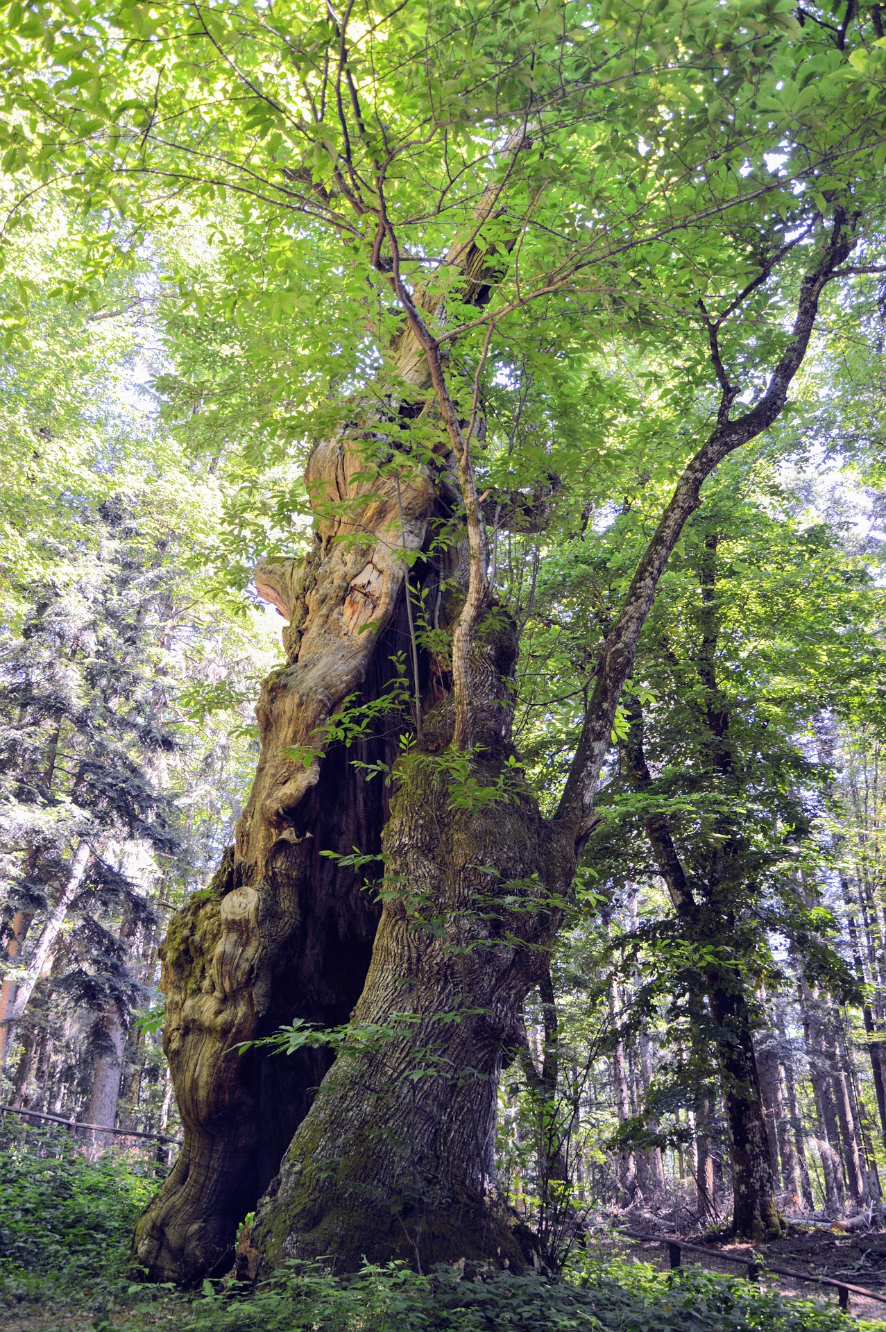 Trekking in Casentino - Trekking in Casentino Valley - Trekking im Casentino-Tal - Senderismo en el Valle del Casentino - Foto di alefolsom da Pixabay - Senderismo en casentino